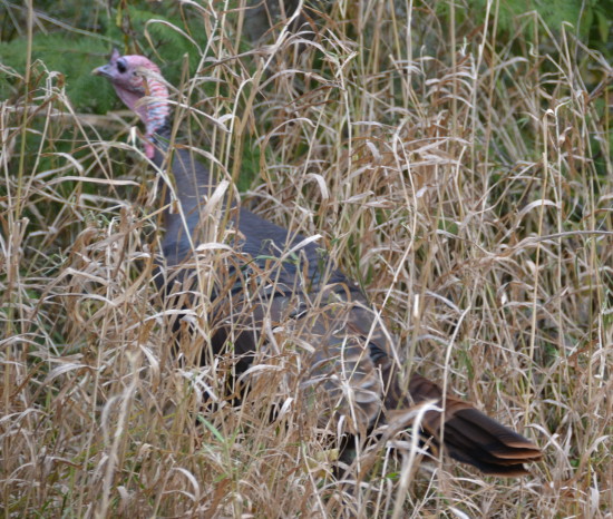 Wild Turkey DSC_0514